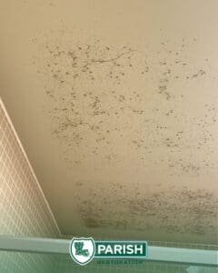 photo of mold
