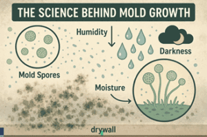 The Science Behind Mold Growth